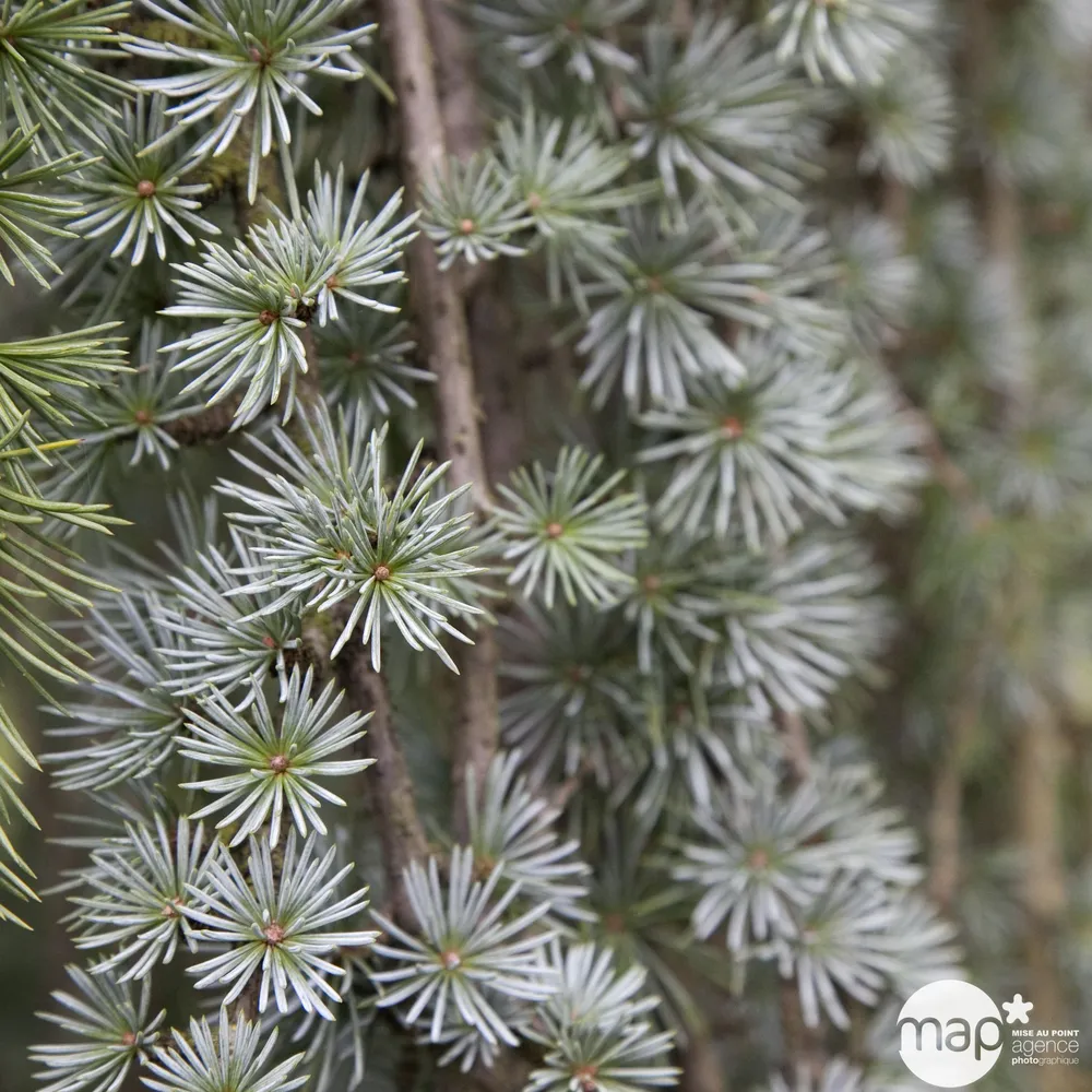 Cedrus Atlantica Glauca : H 125/150 cm pot 25L